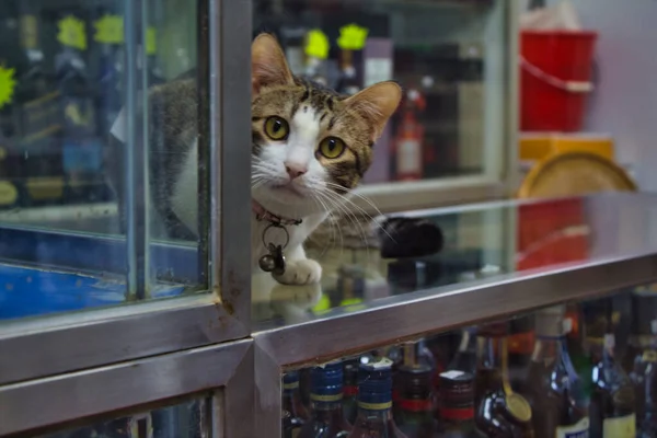 Hong Kong 'da vitrindeki kedi.