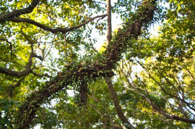 Güneşin dalları, Devil 's Peak, Yau Tong, Hong Kong