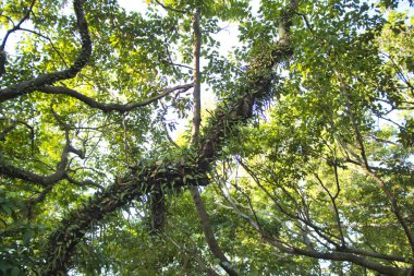 Güneşin dalları, Devil 's Peak, Yau Tong, Hong Kong