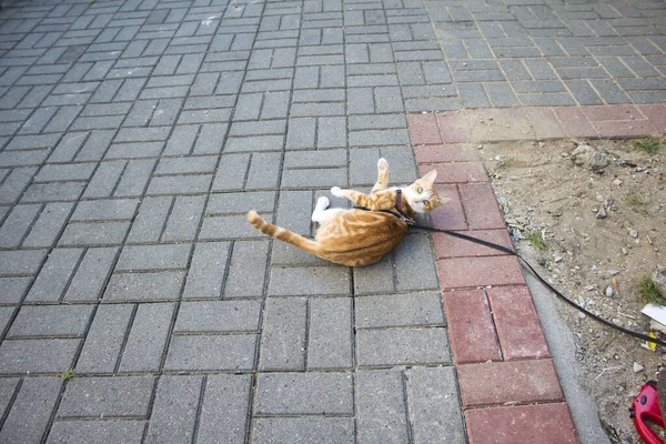 Gato Amarelo Rua Hong Kong — Fotografia de Stock