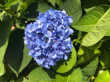 Zhuzihu, Yangmingshan, Taipei, Tayvan 'da Hydrangea' nın çiçek tarlası