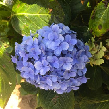 Zhuzihu, Yangmingshan, Taipei, Tayvan 'da Hydrangea' nın çiçek tarlası