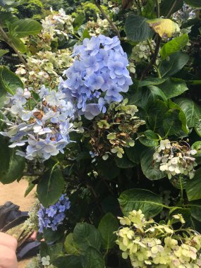 Zhuzihu, Yangmingshan, Taipei, Tayvan 'da Hydrangea' nın çiçek tarlası