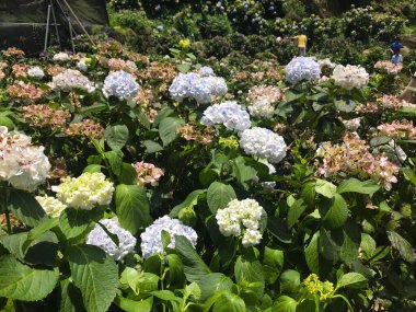 Zhuzihu, Yangmingshan, Taipei, Tayvan 'da Hydrangea' nın çiçek tarlası