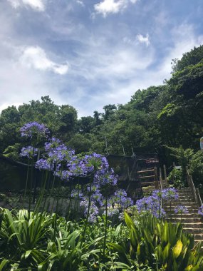 Zhuzihu, Yangmingshan, Taipei, Tayvan 'da Hydrangea' nın çiçek tarlası
