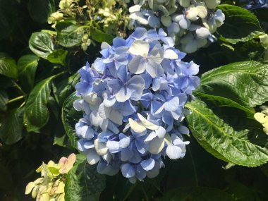 Zhuzihu, Yangmingshan, Taipei, Tayvan 'da Hydrangea' nın çiçek tarlası