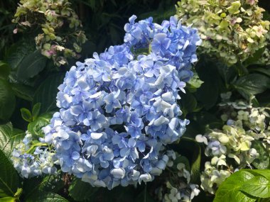 Zhuzihu, Yangmingshan, Taipei, Tayvan 'da Hydrangea' nın çiçek tarlası