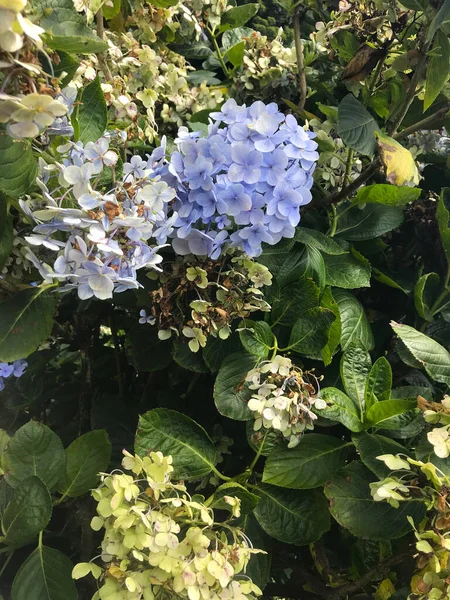 Zhuzihu, Yangmingshan, Taipei, Tayvan 'da Hydrangea' nın çiçek tarlası