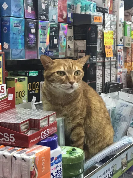 Hong Kong Alışveriş Kedisi — Stok fotoğraf