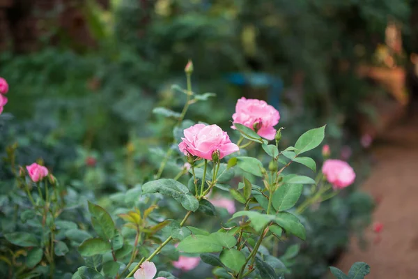 Hermosas Rosas Rosadas Coloridas Florecen Jardín —  Fotos de Stock