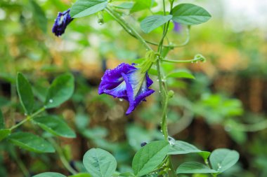 Bahçedeki mavi kelebek bezelye çiçeğini kapat