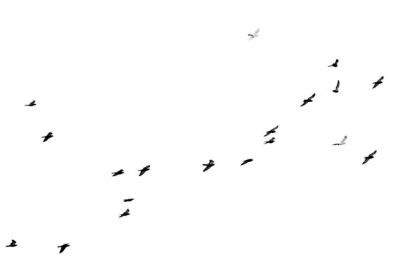 成群的鸟儿在白色的背景上孤立地飞翔 — 图库照片