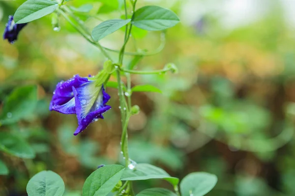 Close Blue Butterfly Pea Flower Garden — Stock Photo, Image