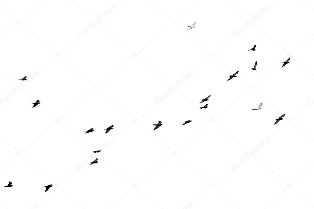 Flock of birds flying isolated on white background
