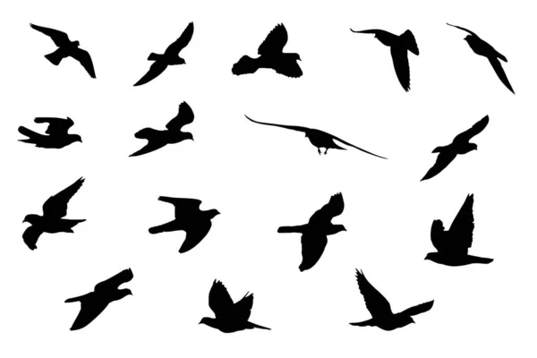 Pták Létání Izolované Bílém Pozadí — Stock fotografie