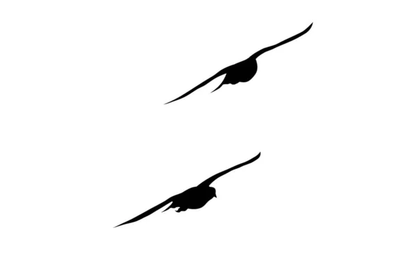 bird flying isolated on white background
