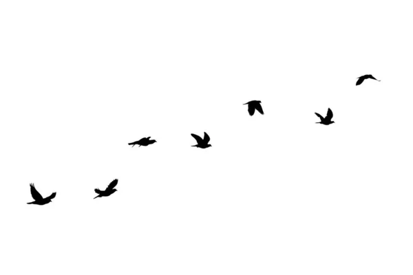 Manada Aves Volando Aisladas Sobre Fondo Blanco —  Fotos de Stock