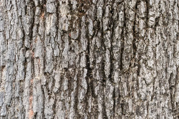 Alte Baumrinde Textur Hintergrund — Stockfoto