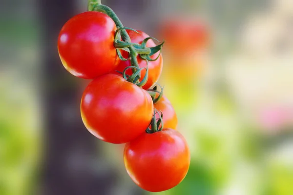 Fresh Ripe Red Tomatoes Plant Growth Organic Garden — Stock Photo, Image