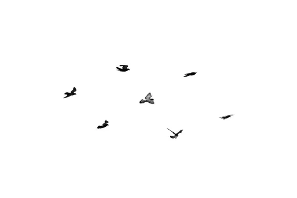 Kuş Sürüsü Beyaz Arka Planda Tek Başına Uçuyor — Stok fotoğraf