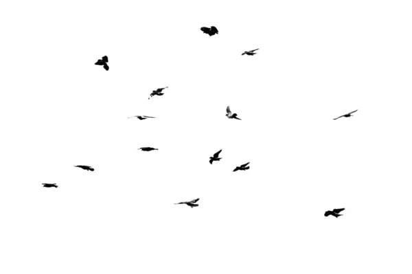 成群的鸟儿在白色的背景上孤立地飞翔 — 图库照片