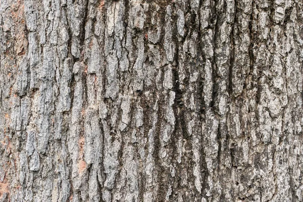 Eski ağaç kabuğu dokusu arkaplanı