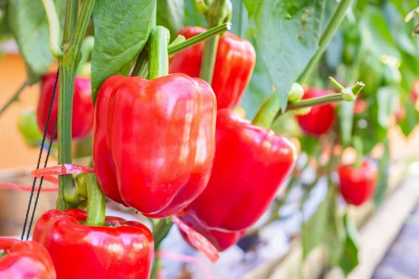 Red bell pepper plant growing in organic garden