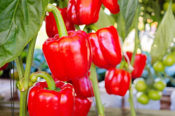 Rote Paprika Pflanze Wächst Bio Garten — Stockfoto