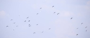 Mavi gökyüzünde uçan kuş sürüsü