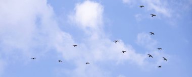 Mavi gökyüzünde uçan kuş sürüsü