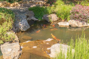 Bahçedeki balık havuzu.