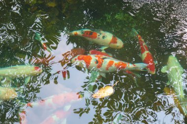 Bahçe havuzunda koi balığı