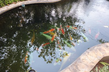 Bahçe havuzunda koi balığı