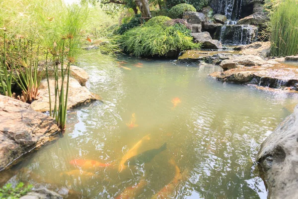 Koi Fish Garden Pond — Stock Photo, Image