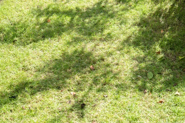 Sombra Árbol Sobre Hierba Verde — Foto de Stock