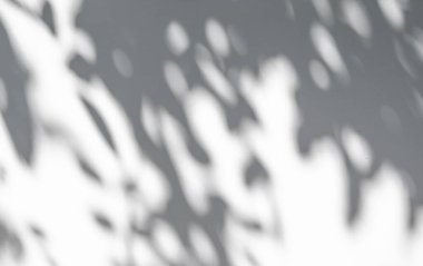 Soyut doğal ağaç beyaz duvar arkaplanında gölge bırakır