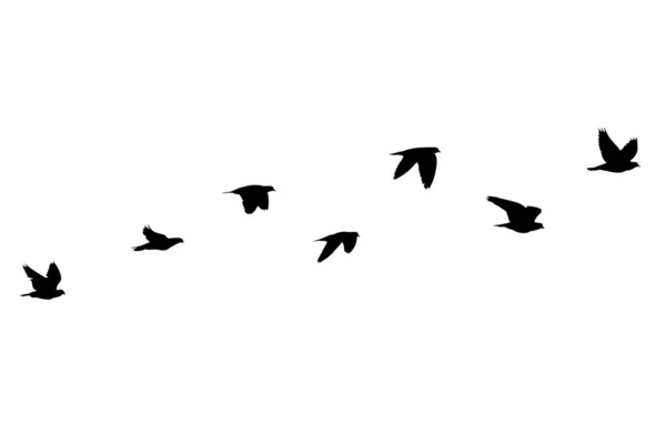 Stado Ptaków Odizolowanych Białym Tle — Zdjęcie stockowe