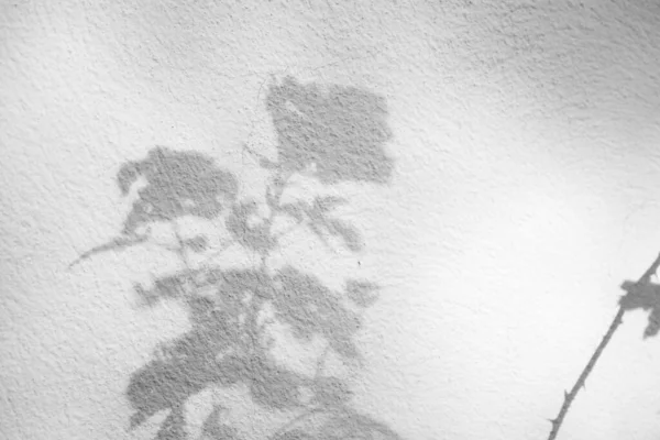 Абстрактное Натуральное Дерево Оставляет Тень Белом Фоне Стены — стоковое фото