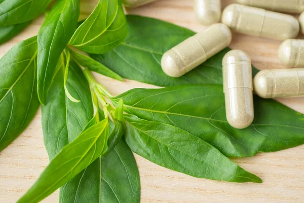 Andrographis paniklemiş ağaç yapraklı bitkisel ilaç kapsülleri.