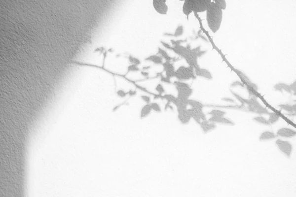 Abstrakte Natürliche Baumblätter Schatten Auf Weißem Wandhintergrund — Stockfoto