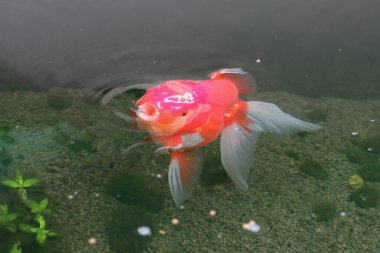 Akvaryum balık havuzunda yüzen akvaryum balığı. Yaklaş.