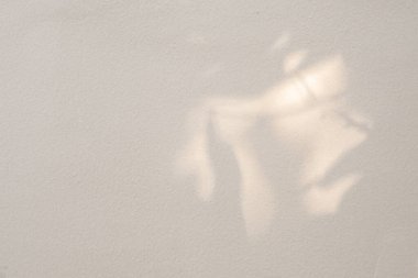 Soyut doğal ağaç beyaz duvar arkaplanında gölge bırakır