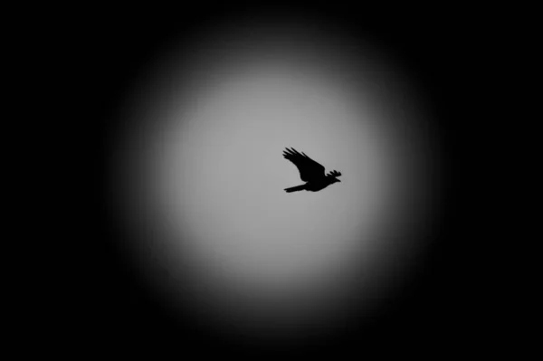 Gray Crow Flight Shooting Light Silhouette Effect Bright Gray Background — Stock Photo, Image