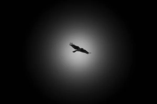 Gray Crow Flight Shooting Light Silhouette Effect Bright Gray Background — Stock Photo, Image