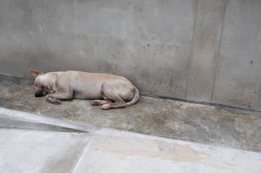Gri evsiz bir sokak köpeği eski beton zeminde ve eski duvarda uyuyor. Terk edilmiş bir köpek..