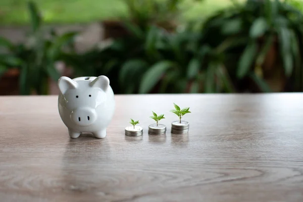 Hucha Blanca Árboles Las Monedas Madera Mesa Concepto Ahorro Dinero —  Fotos de Stock