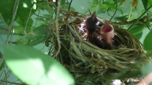 Two Young Birds Were Hungry Waited Mother Feed Little Bird — Stock Video