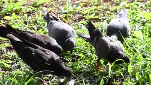 ハトの群れが公園の牧草地で食べている 夏は明るく暖かい日差しがあります 多くの鳥は午前中に食べる食べ物を見つける 閉鎖だ ぼやけた背景 — ストック動画