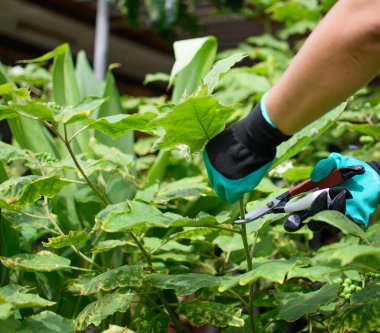 Bir kadın evin bahçesinde çiftçilik eldiveni giyiyor. Yaz aylarında hobi ve rahatlama için yapılan ev çiftçiliği konseptidir. Yakın plan, seçici odak, bulanık arkaplan