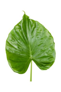 Tek bir yeşil yaprak. Geniş, doğal ve ferahlatıcı yeşillik, çevrenin bütünlüğü ve yaşam alanıdır. Yakından ateş et. Beyaz arkaplan tasarım için üzerinde ve altında kopyalama alanı var.